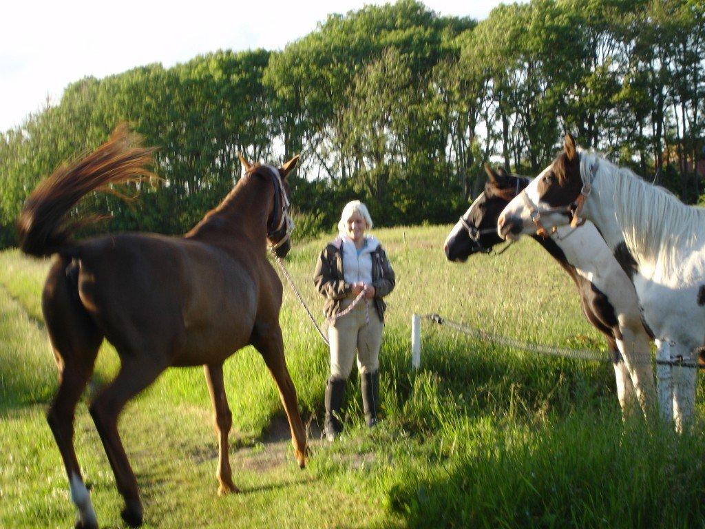 Dansk Varmblod Pilelundens Seven Star (Tidl. Hest) - Sommer 2012 billede 12