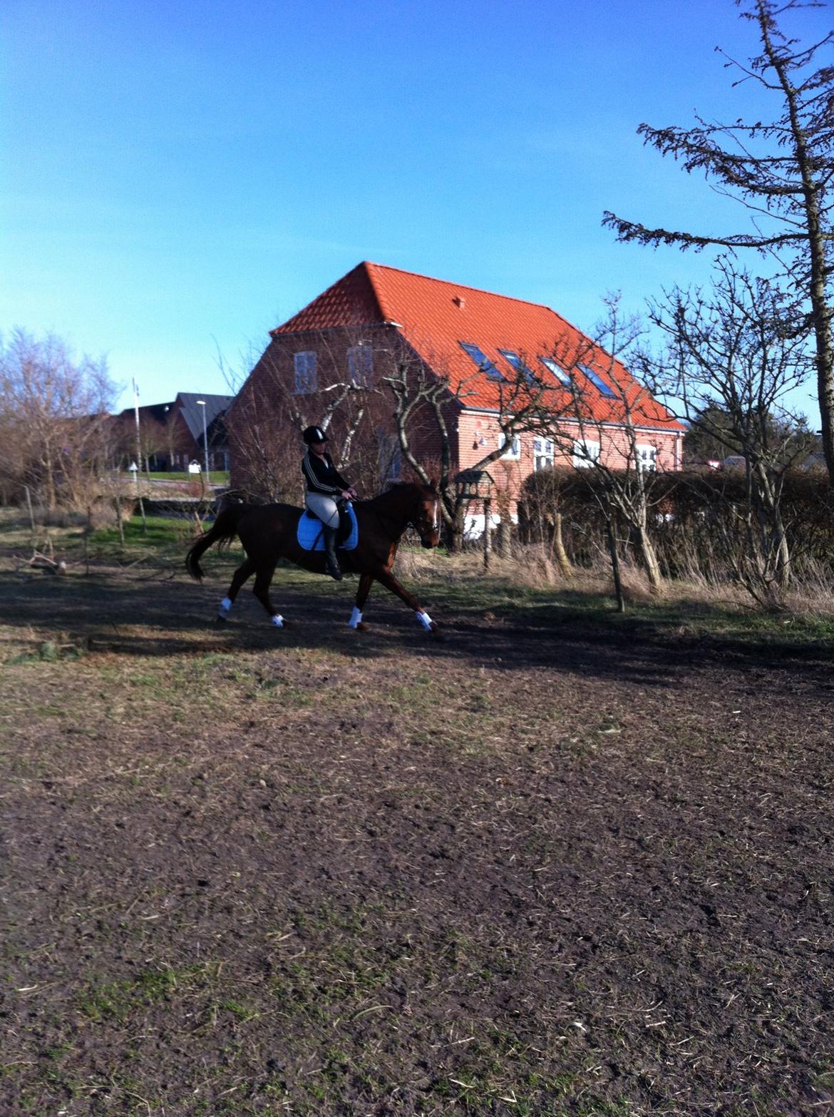 Dansk Varmblod Pilelundens Seven Star (Tidl. Hest) - Efterår 2011 billede 13