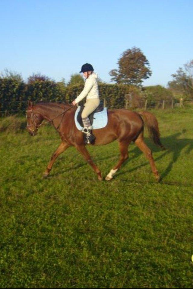 Dansk Varmblod Pilelundens Seven Star (Tidl. Hest) - Sommer 2011 billede 14