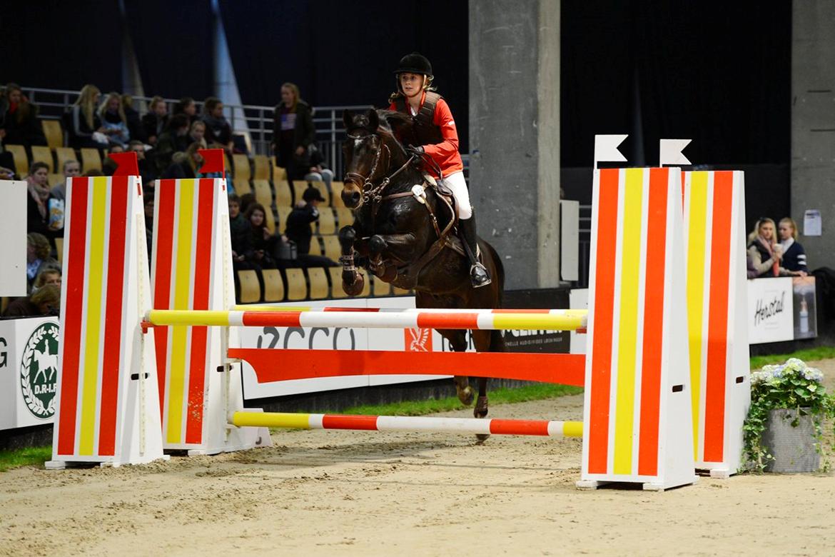 Tysk Sportspony Verdi - B-pony - Min lille fantatiske pony!!<3
 billede 9