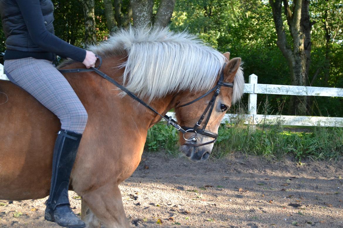Haflinger Asterix - (7) billede 7