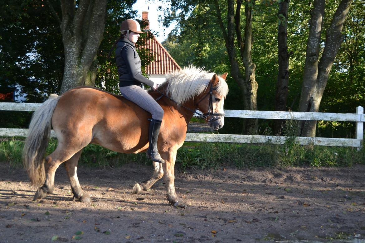 Haflinger Asterix - (9) Træning uden sadel.. Super! billede 9