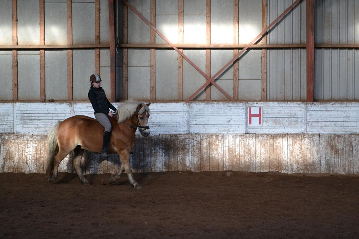 Haflinger Asterix - (10) billede 10