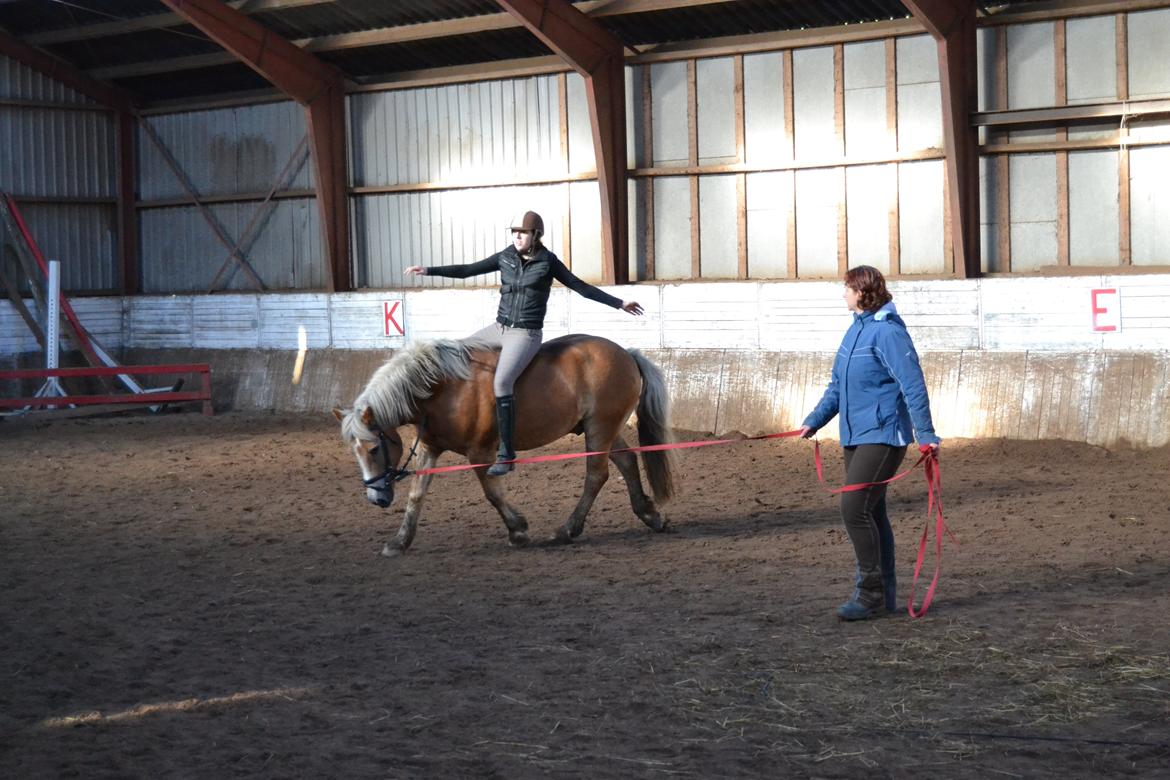 Haflinger Asterix - (11)
Longering med forskellige balance øvelser. billede 11