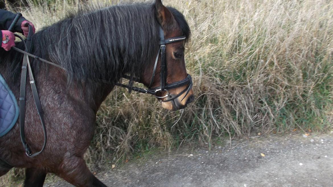 Welsh Mountain (sec A) Mr. Jones - Dejligt billede af ponyens hoved. ;) billede 26