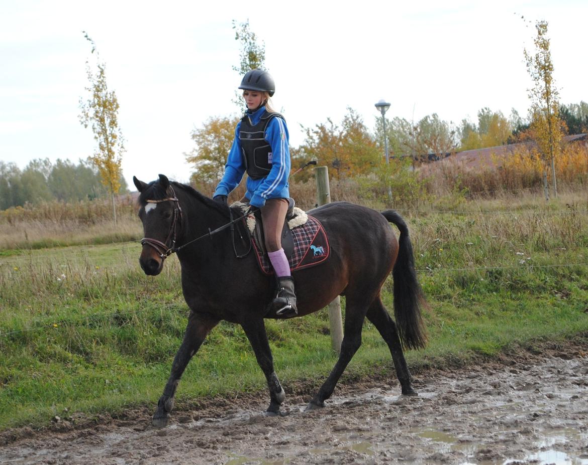 Anden særlig race Bakkegårdens Playboy - Min skønneste pony! Han er alt for mig! Går bare som en drøm, jeg er så stolt! <3
*Foto Julie* [Oktober 2012] billede 14