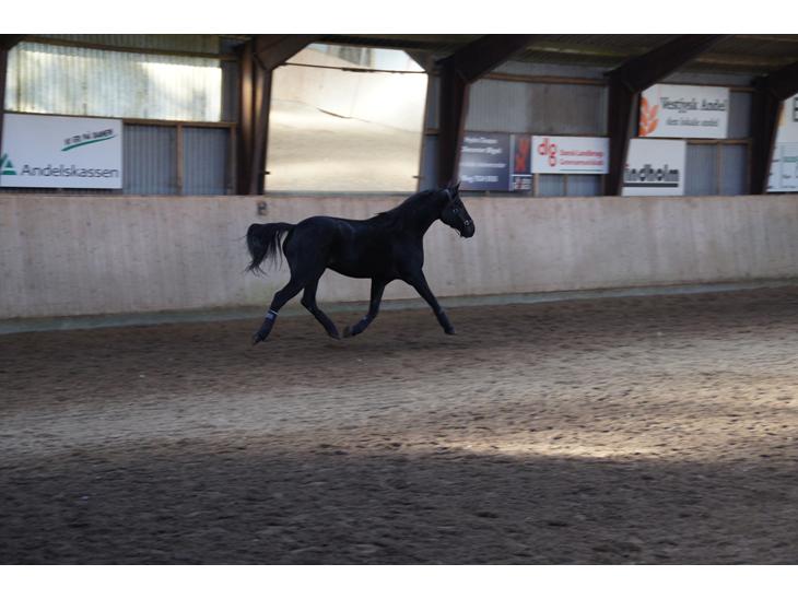 {{currentPhoto.altText}} billede {{currentPhoto.number}}