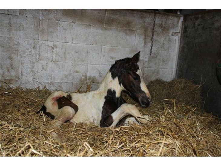 {{currentPhoto.altText}} billede {{currentPhoto.number}}