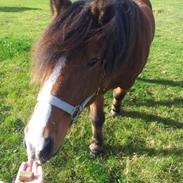 Anden særlig race Lucas.