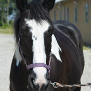 Anden særlig race Fiona (SOLGT) Savner dig!