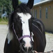 Anden særlig race Fiona (SOLGT) Savner dig!