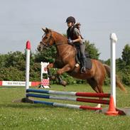 Anden særlig race dusty