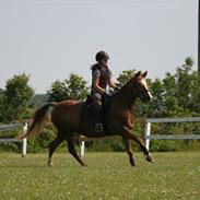 Anden særlig race dusty