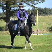 Pinto Vitterup efterskoles Shadow<3