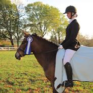 New Forest Majgårdens Apricot (Cody) (tidl. lånepony)