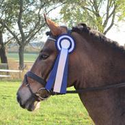 New Forest Majgårdens Apricot (Cody) (tidl. lånepony)