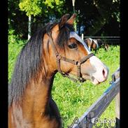 Welsh Pony (sec B) Leonardo<3<3<3