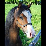 Welsh Pony (sec B) Leonardo<3<3<3