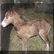 Welsh Pony (sec B) Leonardo<3<3<3