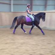 Anden særlig race Lotus (tidl. lånehest)