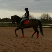 Anden særlig race Lotus (tidl. lånehest)