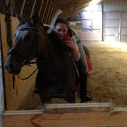 Anden særlig race Lotus (tidl. lånehest)