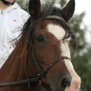 Anden særlig race Celeste (I miss you <3 )