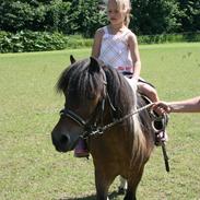 Shetlænder Ringo