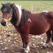 Shetlænder Ringo