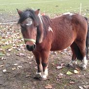 Shetlænder Ringo