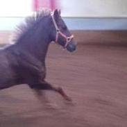 Tysk Sportspony MB's Monty Grace