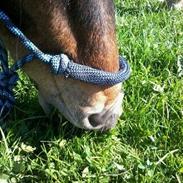 Anden særlig race Tintin