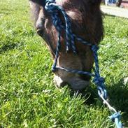 Anden særlig race Tintin