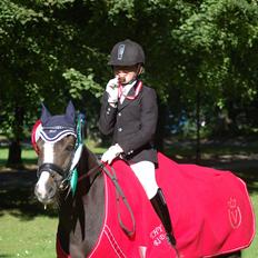 Welsh Pony (sec B) Silver A-pony