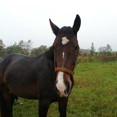 Dansk Varmblod Molly