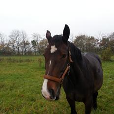 Dansk Varmblod Molly