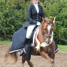 Welsh Cob (sec D) Fronerthig Red Hot Chili
