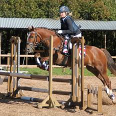 Welsh Cob (sec D) Fronerthig Red Hot Chili