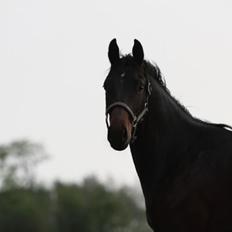 Dansk Varmblod Victory