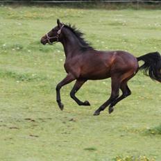 Dansk Varmblod Victory