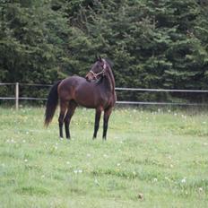 Dansk Varmblod Victory