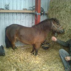 Shetlænder Sofia Karstin