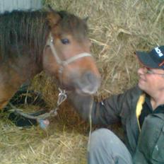 Shetlænder Sofia Karstin