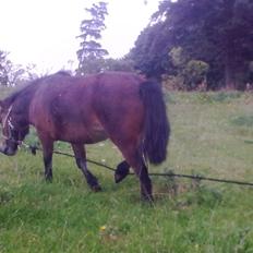 Shetlænder Sofia Karstin