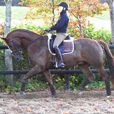 Dansk Varmblod Elverhøjs La Cour