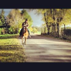 Haflinger Nina [Himmelhest]