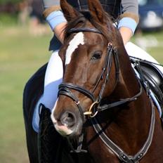Anden særlig race Felicia