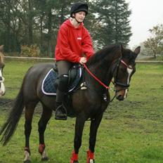 Hollandsk Sportspony Clio! <3