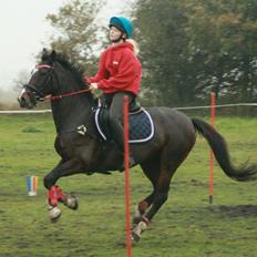 Hollandsk Sportspony Clio! <3