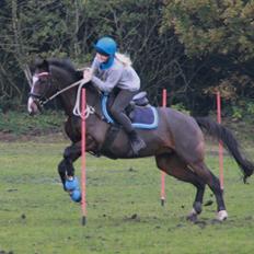 Hollandsk Sportspony Clio! <3